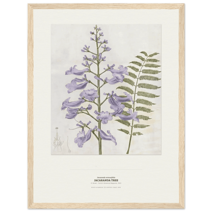 Jacaranda Tree Botanical Art Print - Birch & Banksia