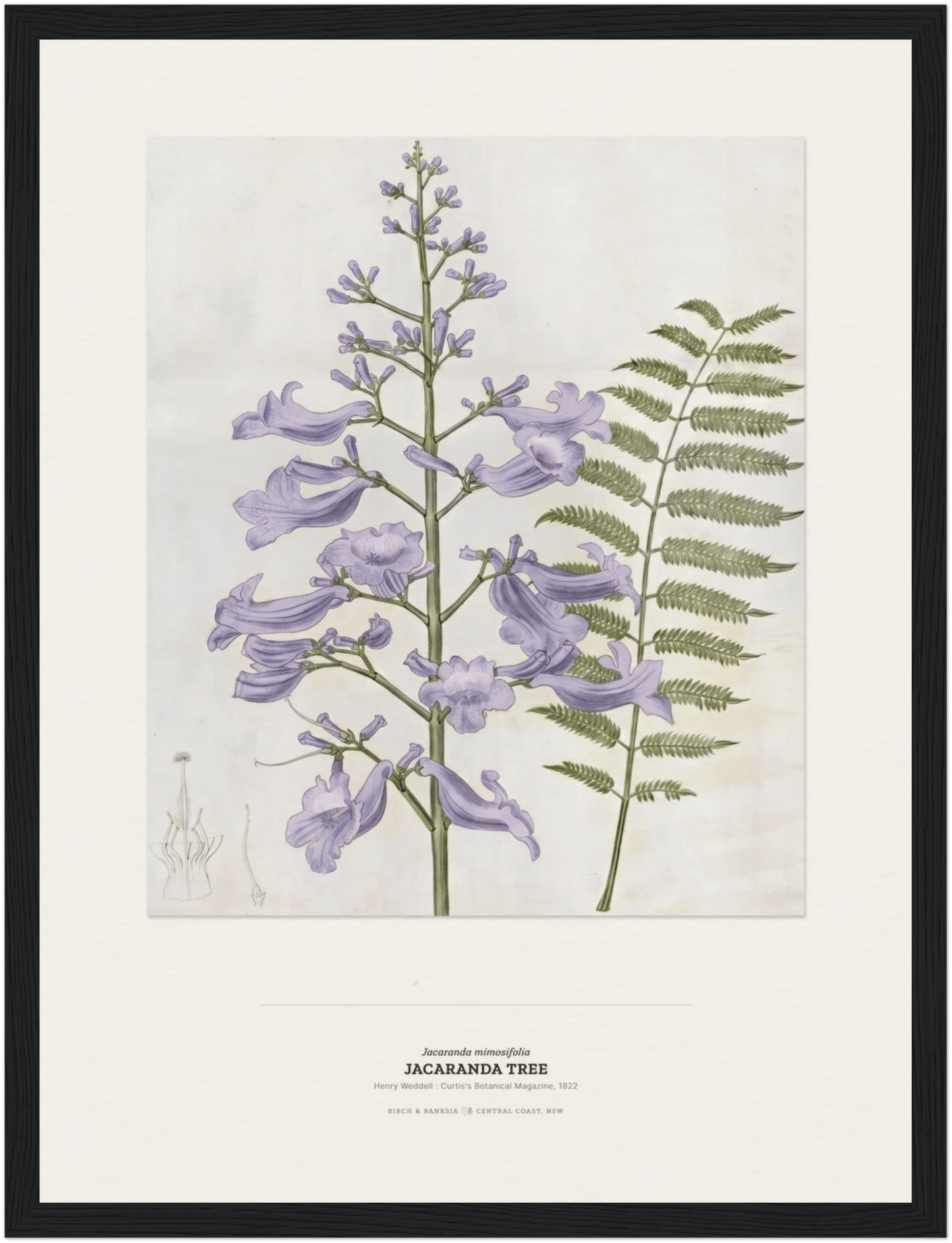 Jacaranda Tree Botanical Art Print - Birch & Banksia