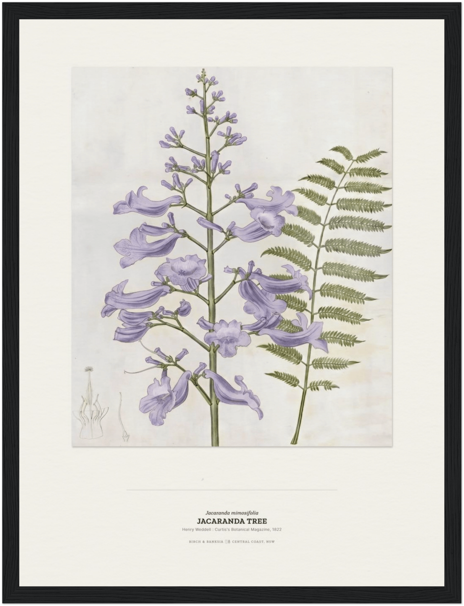 Jacaranda Tree Botanical Art Print - Birch & Banksia