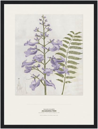 Jacaranda Tree Botanical Art Print - Birch & Banksia