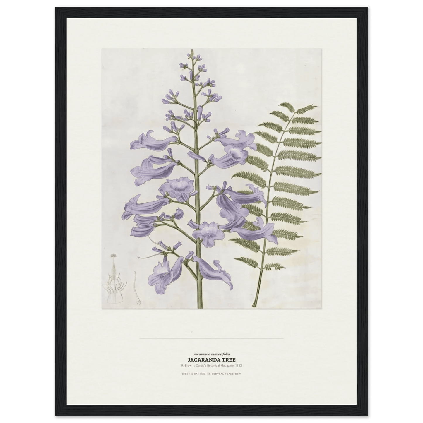 Jacaranda Tree Botanical Art Print - Birch & Banksia