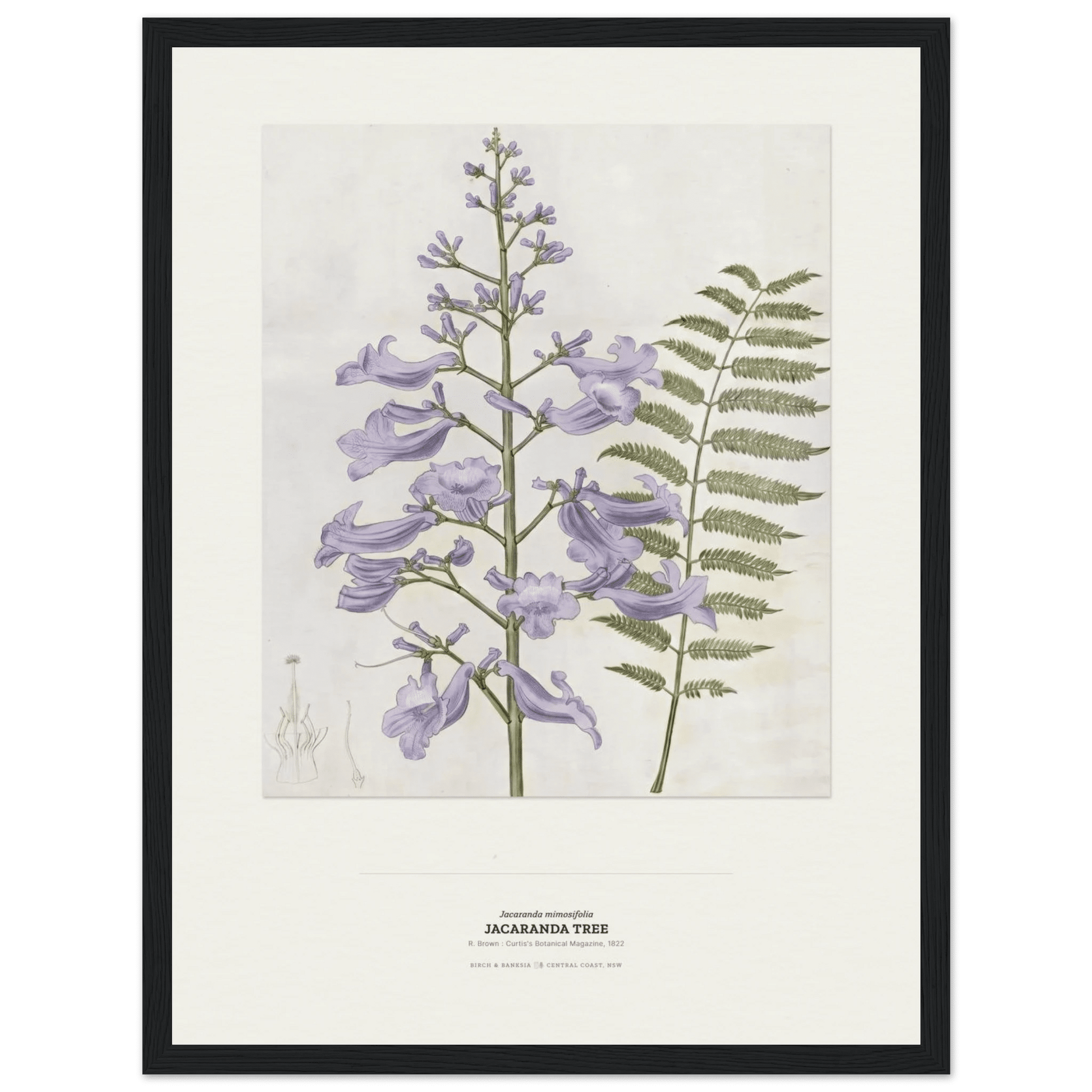 Jacaranda Tree Botanical Art Print - Birch & Banksia