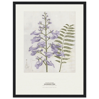 Jacaranda Tree Botanical Art Print - Birch & Banksia
