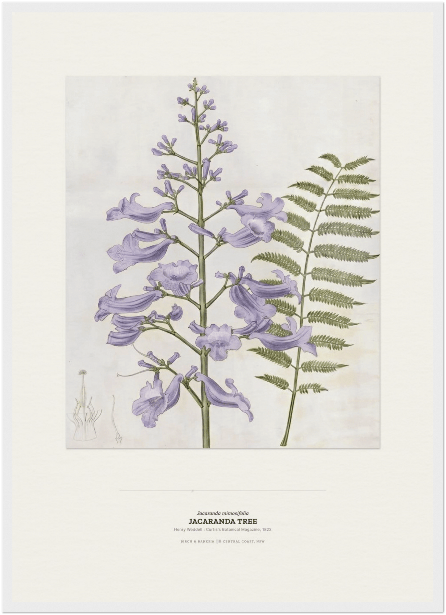 Jacaranda Tree Botanical Art Print - Birch & Banksia