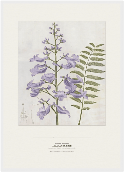 Jacaranda Tree Botanical Art Print - Birch & Banksia