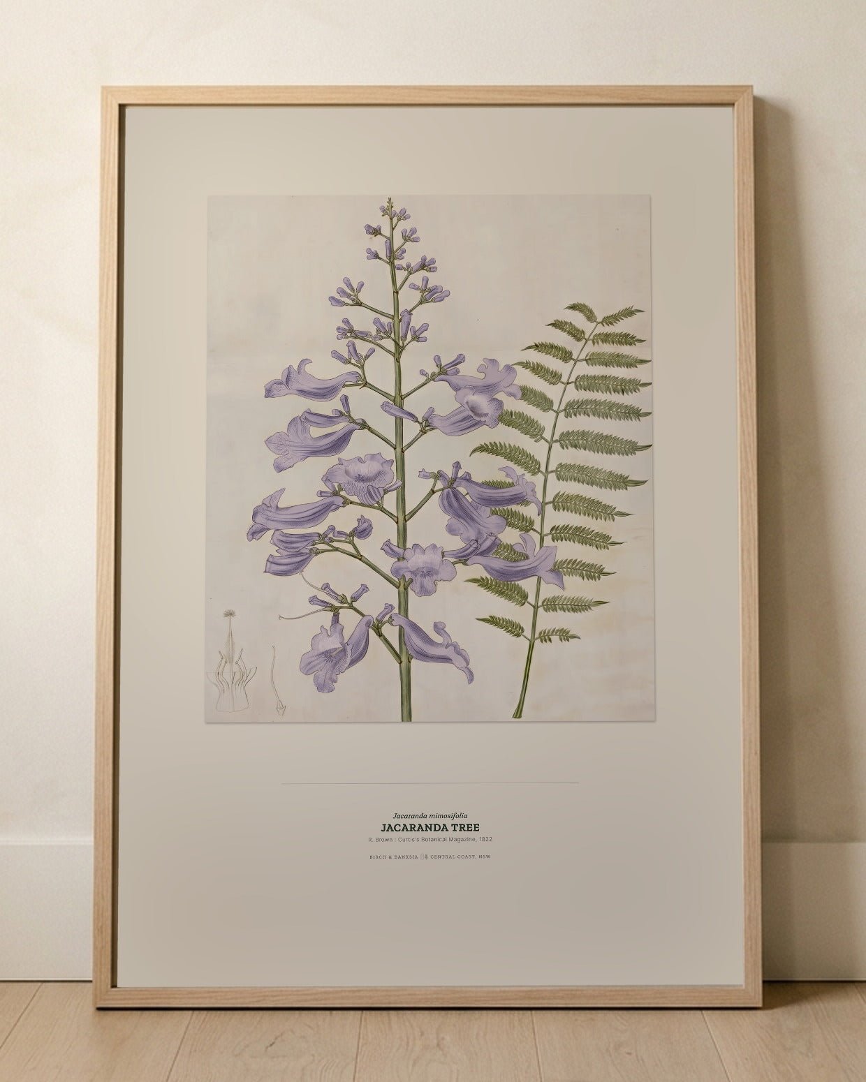 Jacaranda Tree Botanical Art Print - Birch & Banksia