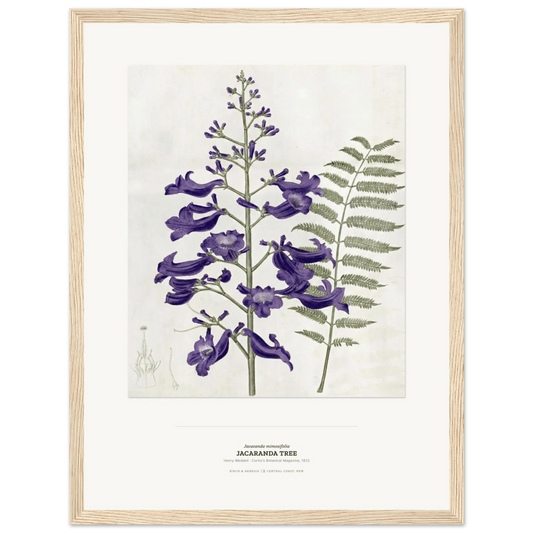 Jacaranda Tree Botanical Art Print - Birch & Banksia