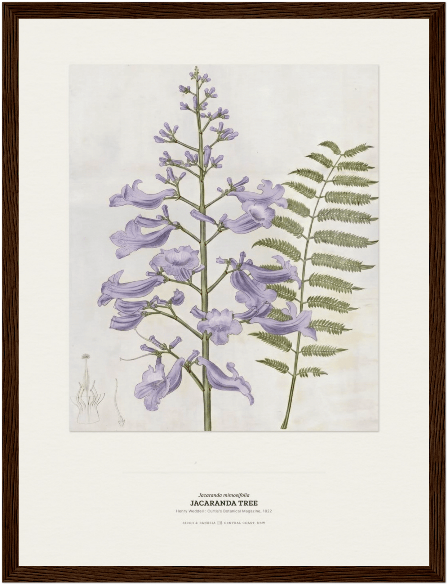 Jacaranda Tree Botanical Art Print - Birch & Banksia