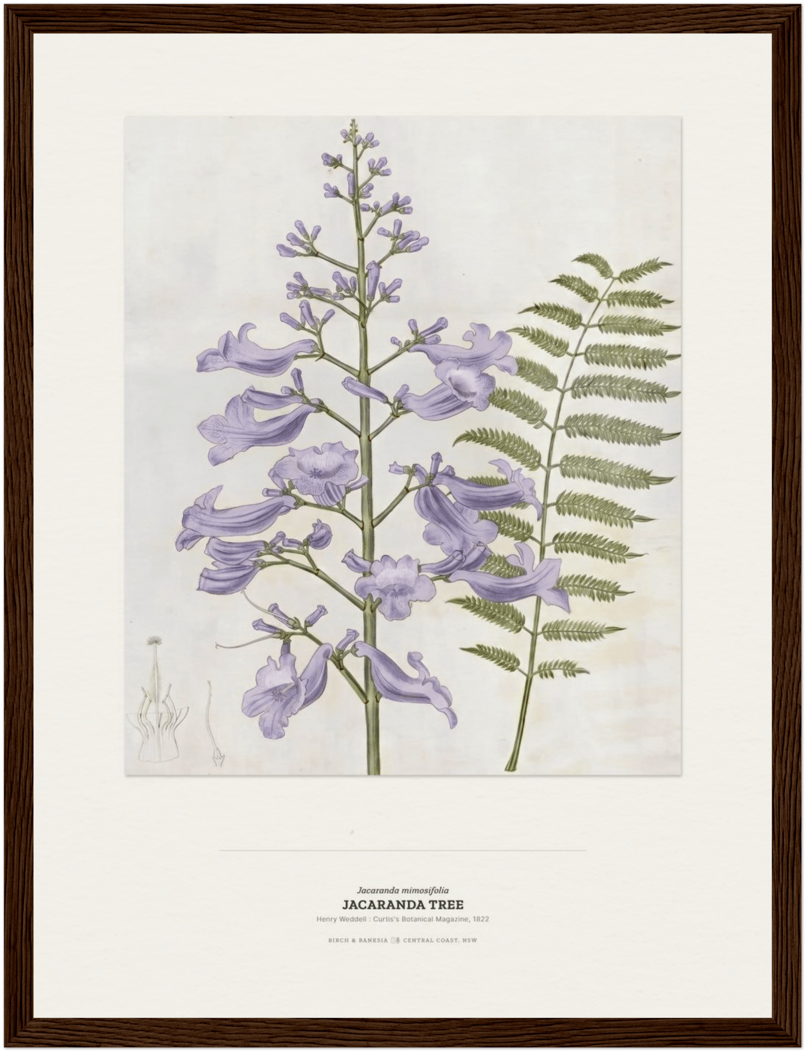 Jacaranda Tree Botanical Art Print - Birch & Banksia