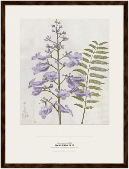 Jacaranda Tree Botanical Art Print - Birch & Banksia