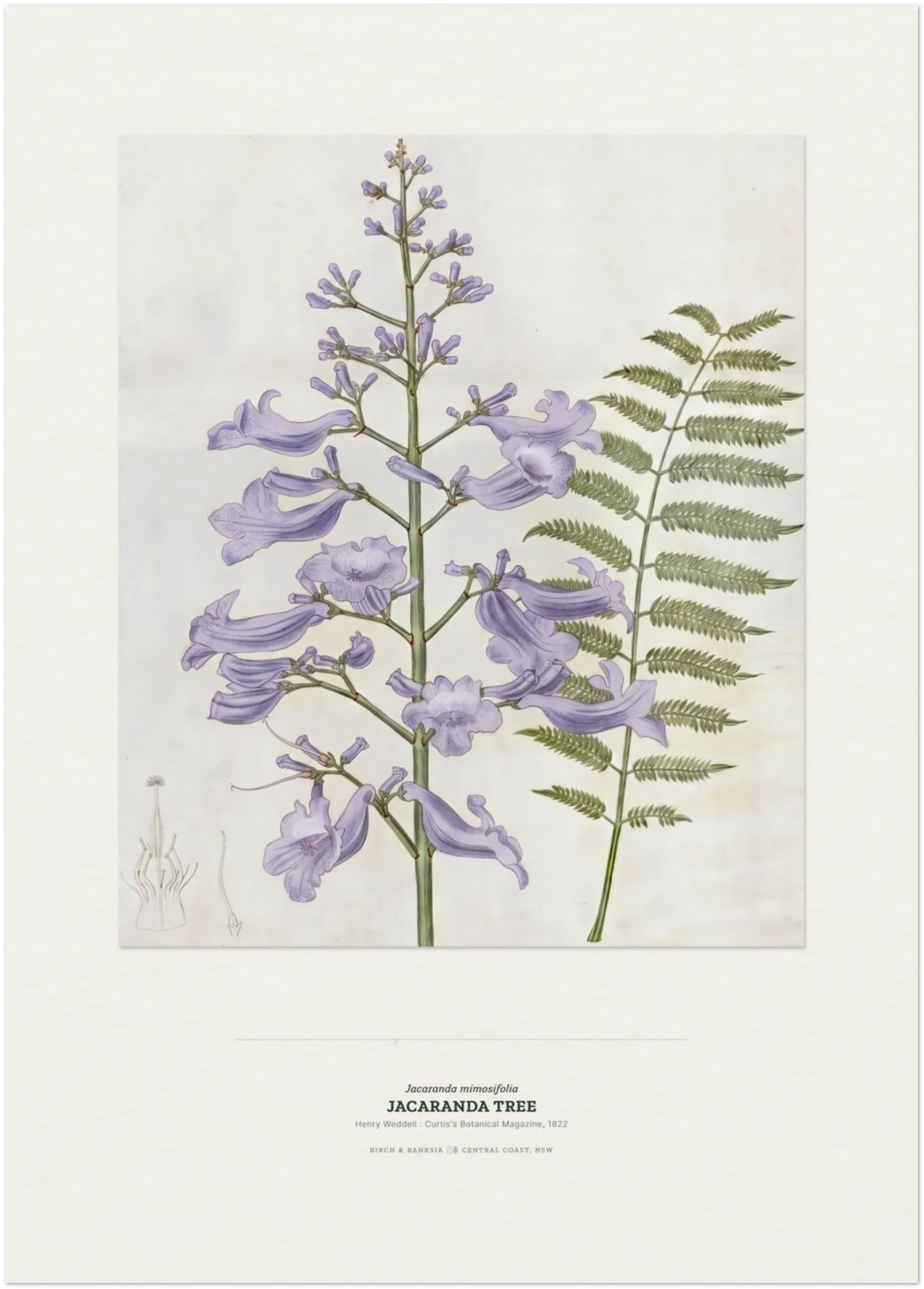 Jacaranda Tree Botanical Art Print - Birch & Banksia
