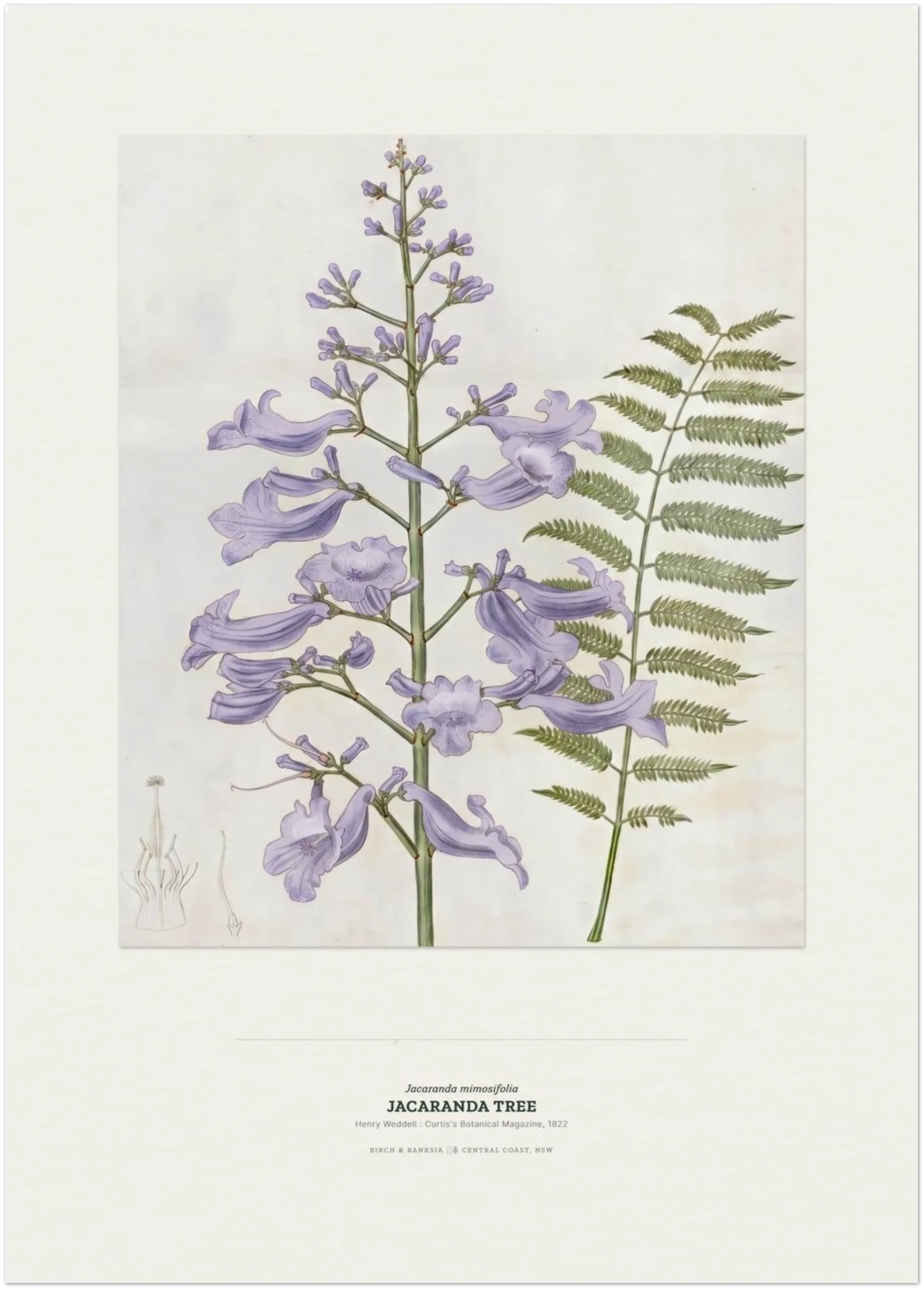 Jacaranda Tree Botanical Art Print - Birch & Banksia