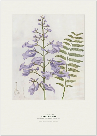 Jacaranda Tree Botanical Art Print - Birch & Banksia