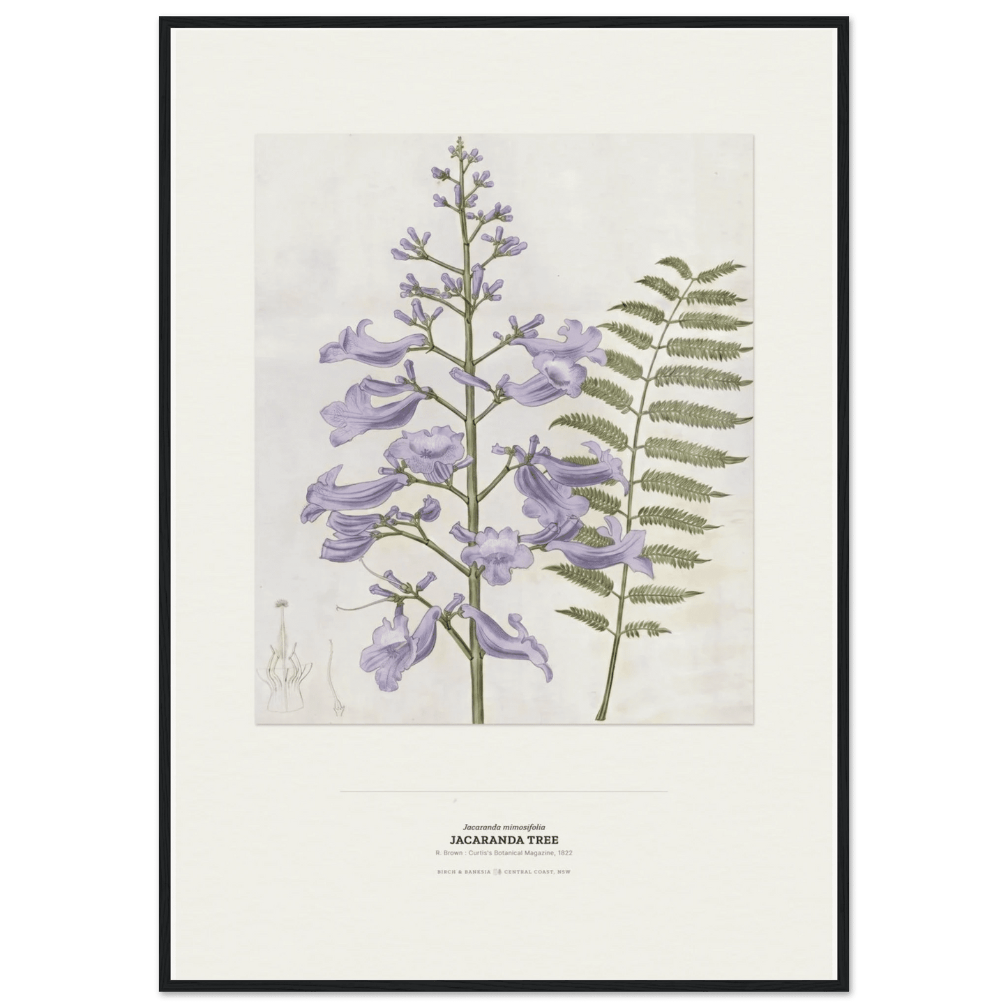 Jacaranda Tree Botanical Art Print - Birch & Banksia
