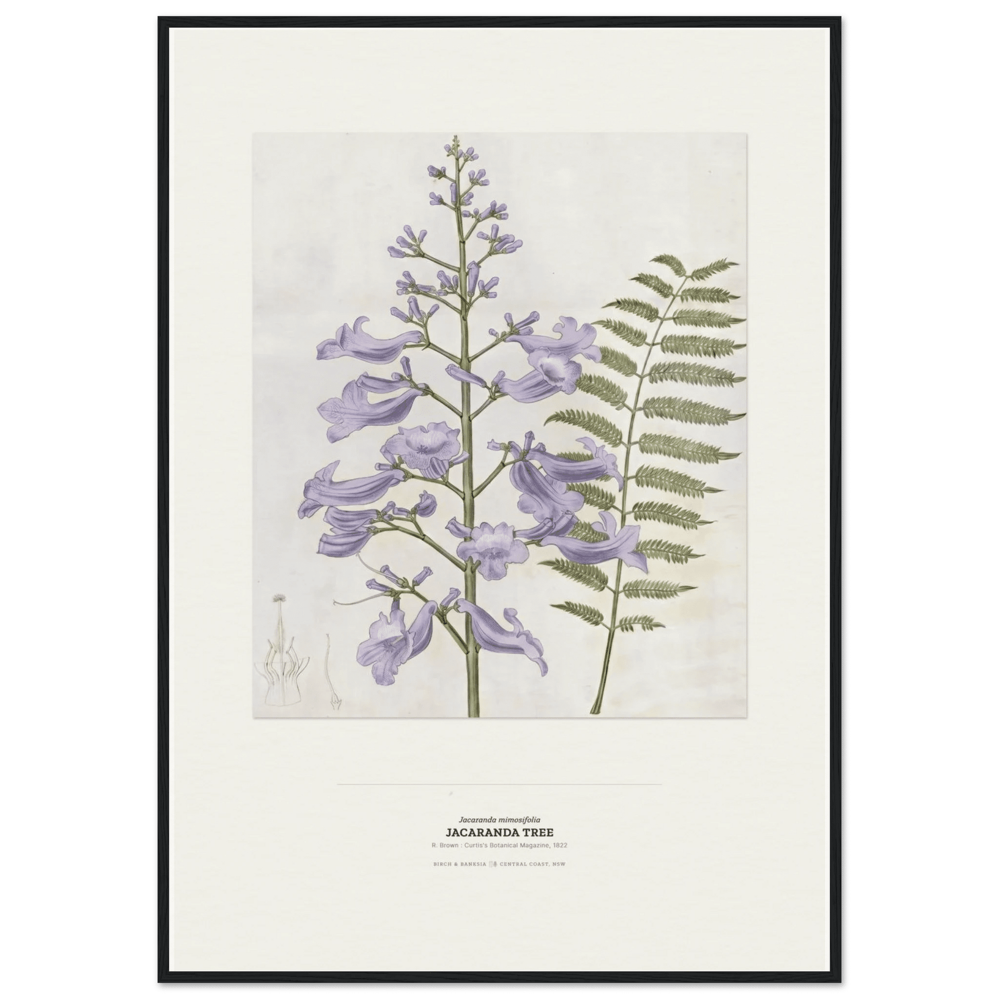 Jacaranda Tree Botanical Art Print - Birch & Banksia
