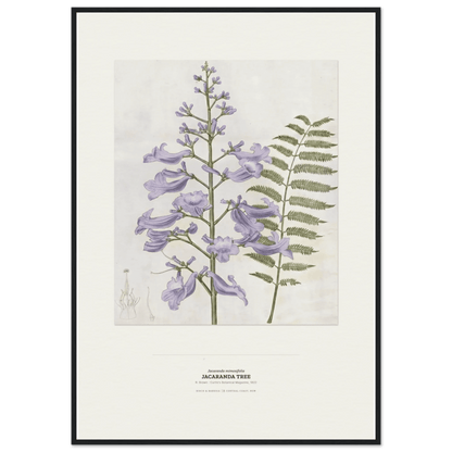 Jacaranda Tree Botanical Art Print - Birch & Banksia