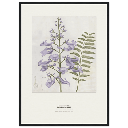 Jacaranda Tree Botanical Art Print - Birch & Banksia