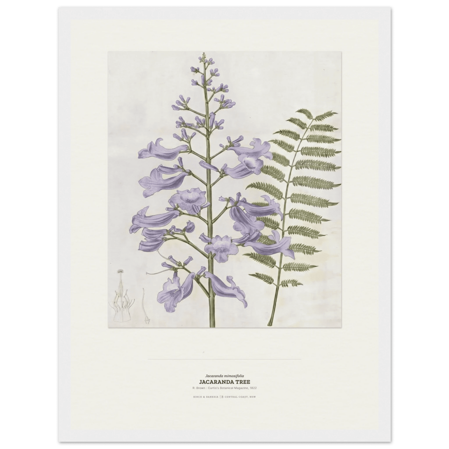 Jacaranda Tree Botanical Art Print - Birch & Banksia