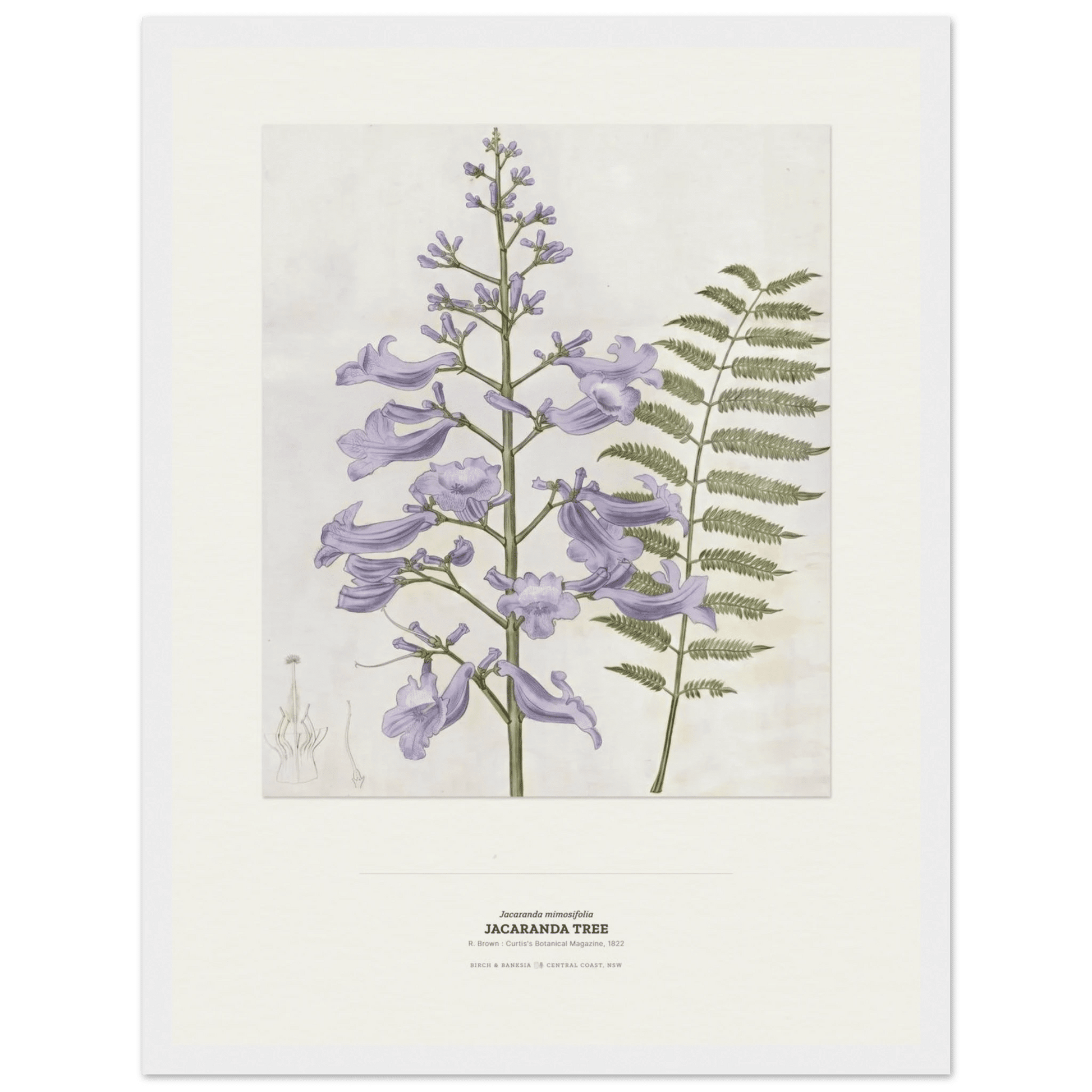 Jacaranda Tree Botanical Art Print - Birch & Banksia