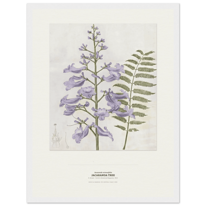 Jacaranda Tree Botanical Art Print - Birch & Banksia