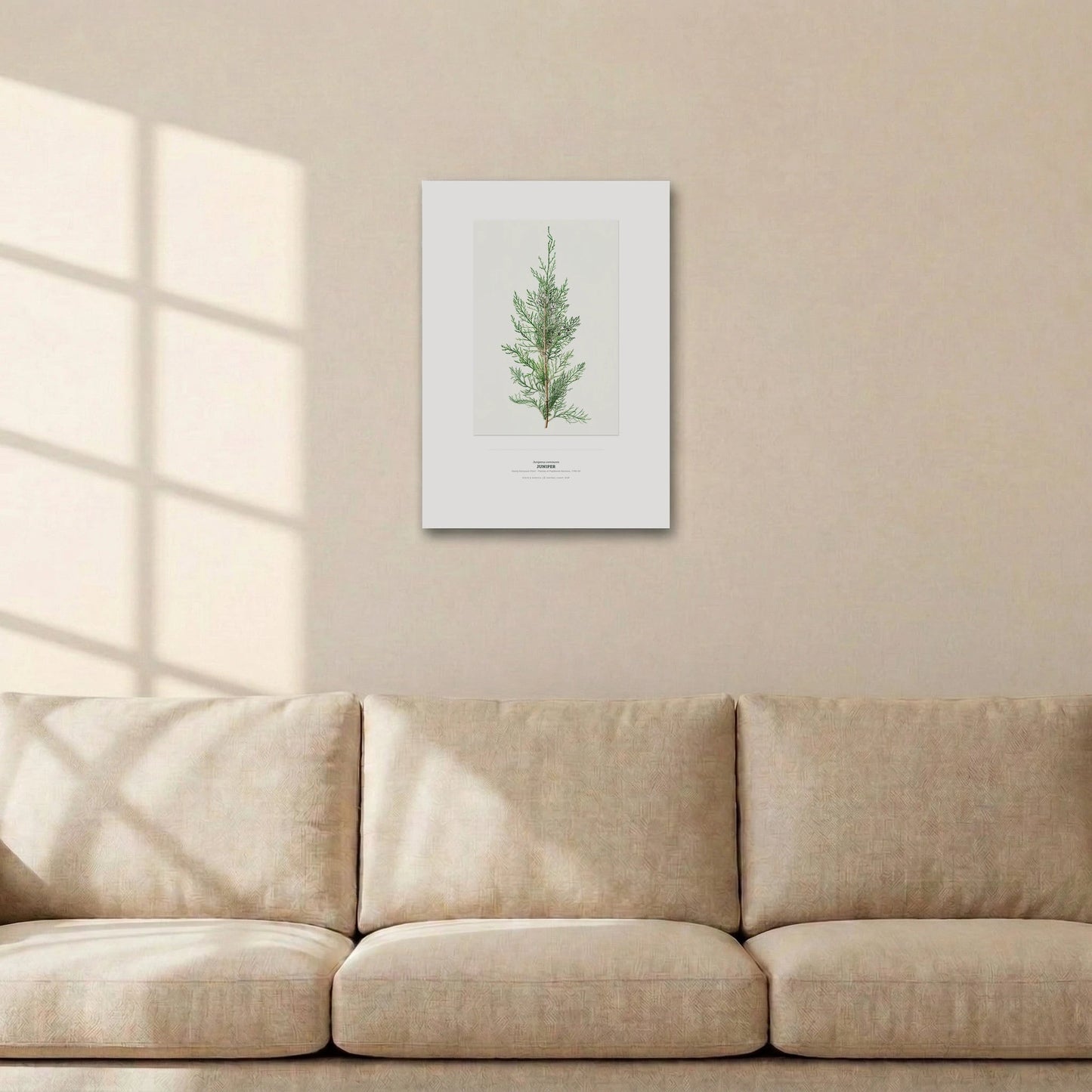 Juniper Botanical Art Print - Birch & Banksia