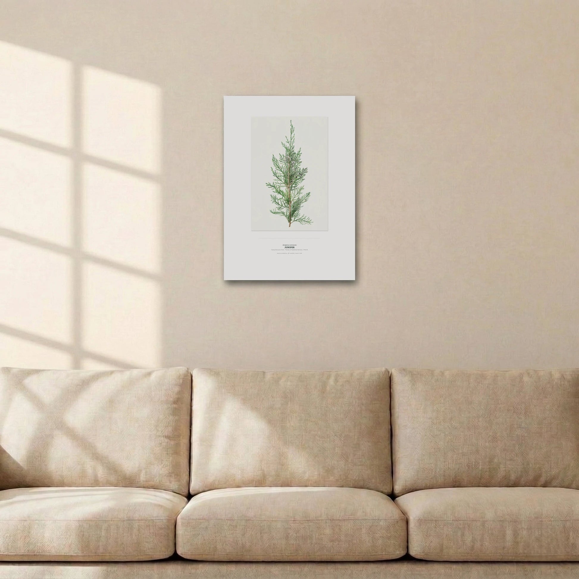 Juniper Botanical Art Print - Birch & Banksia