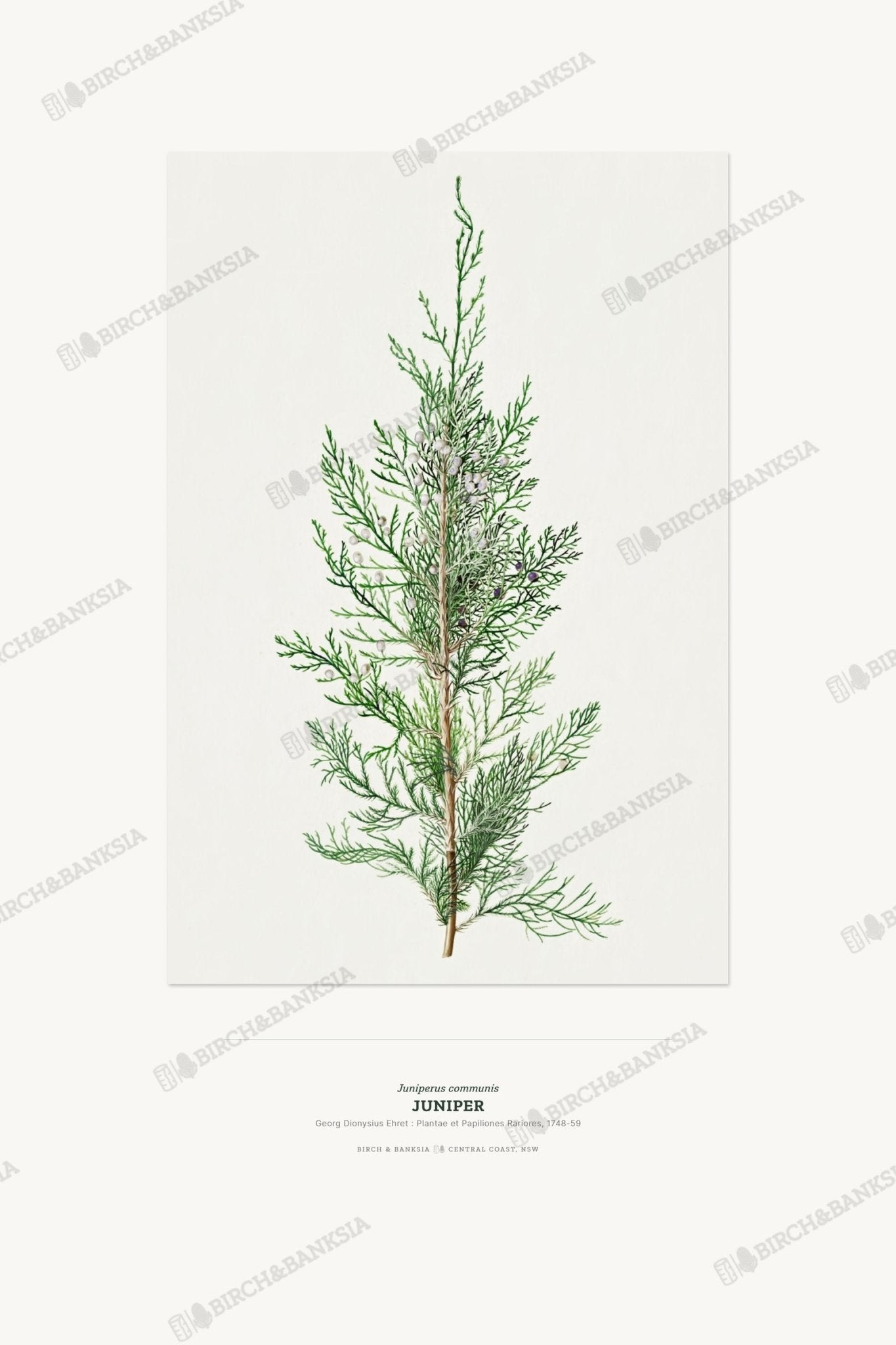 Juniper Botanical Art Print - Birch & Banksia