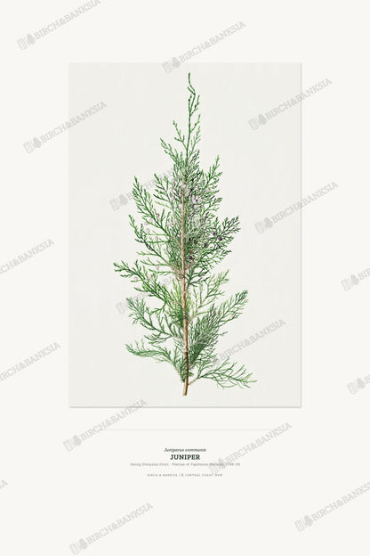 Juniper Botanical Art Print - Birch & Banksia