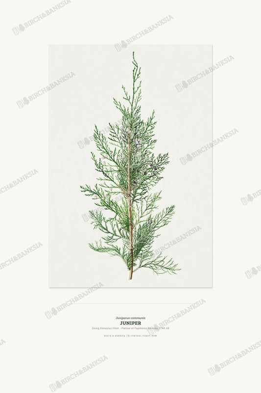 Juniper Botanical Art Print - Birch & Banksia