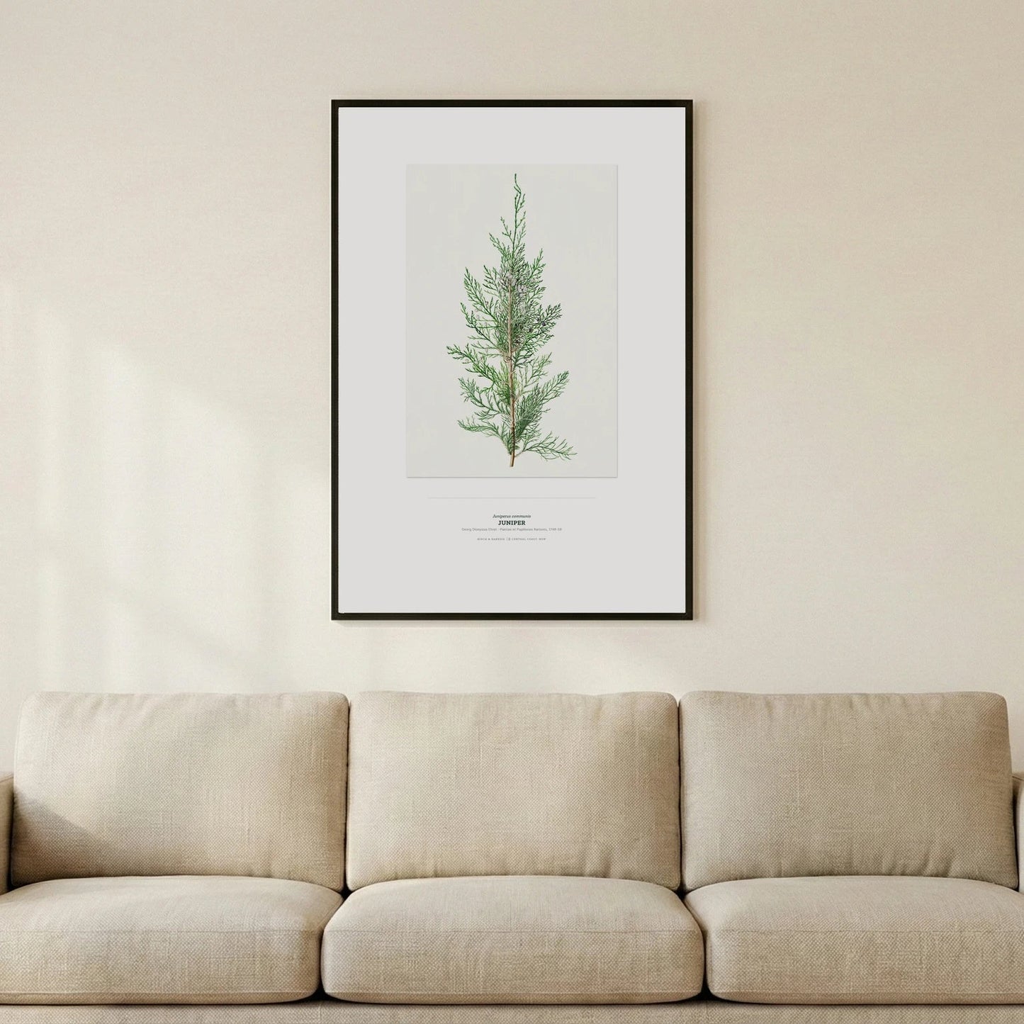 Juniper Botanical Art Print - Birch & Banksia