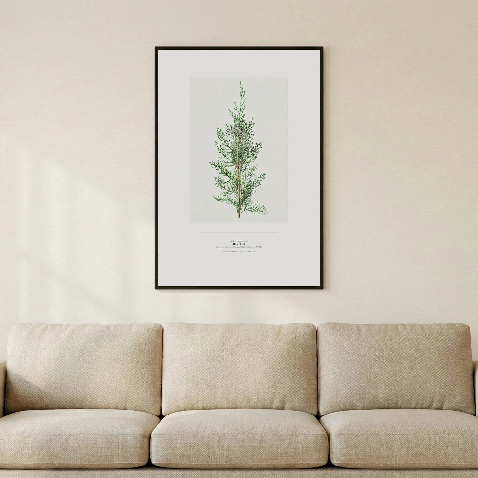 Juniper Botanical Art Print - Birch & Banksia