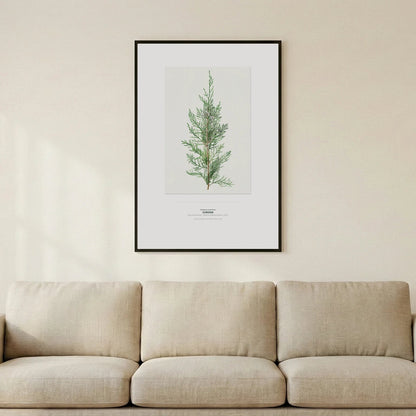 Juniper Botanical Art Print - Birch & Banksia