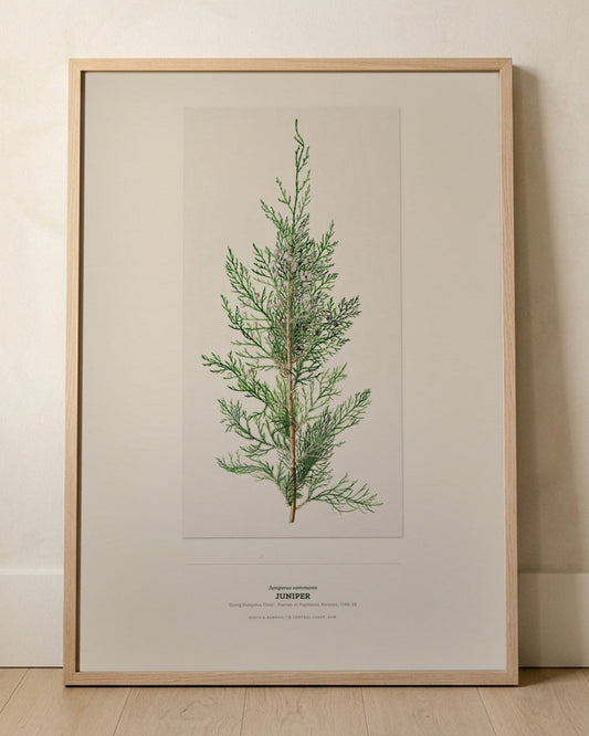 Juniper Botanical Art Print - Birch & Banksia