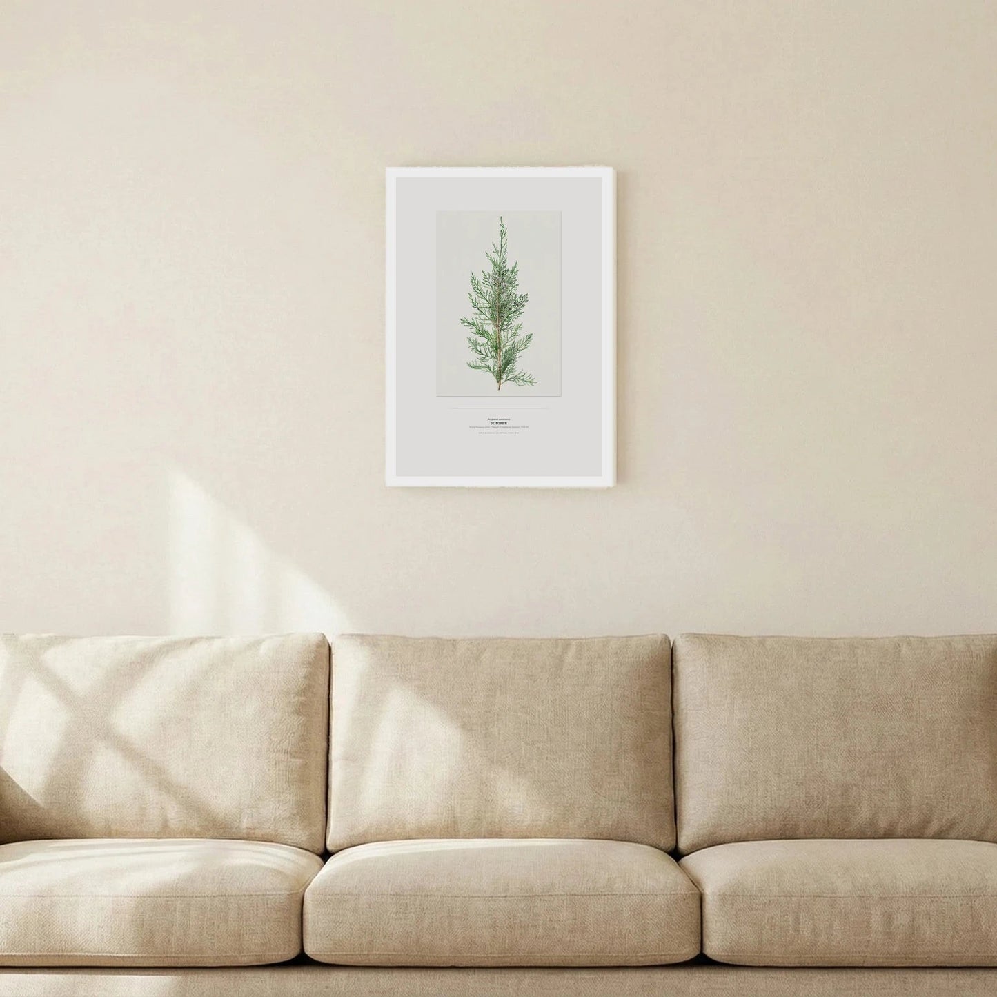 Juniper Botanical Art Print - Birch & Banksia