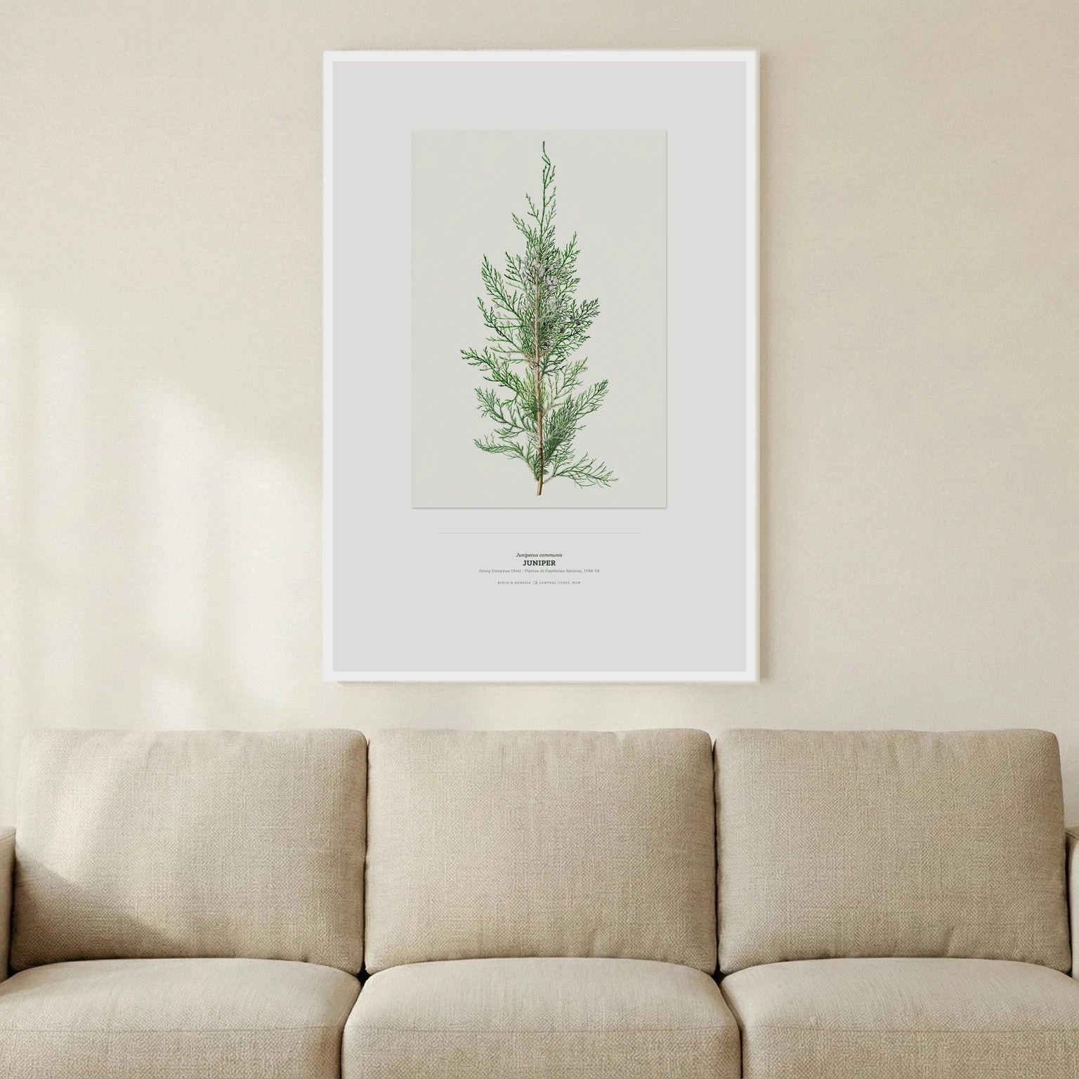Juniper Botanical Art Print - Birch & Banksia