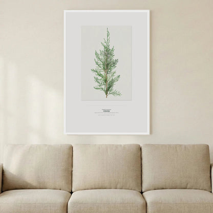 Juniper Botanical Art Print - Birch & Banksia