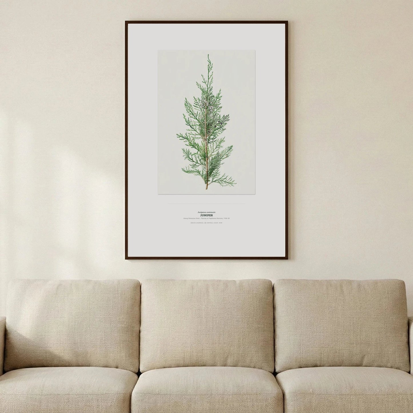 Juniper Botanical Art Print - Birch & Banksia