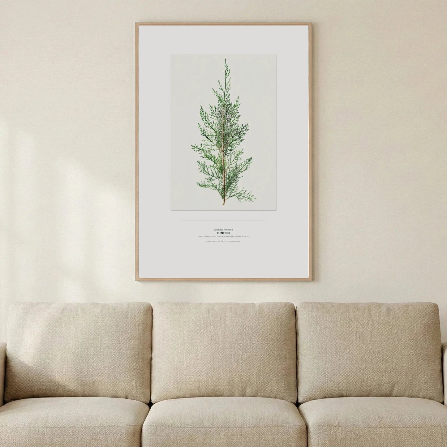 Juniper Botanical Art Print - Birch & Banksia