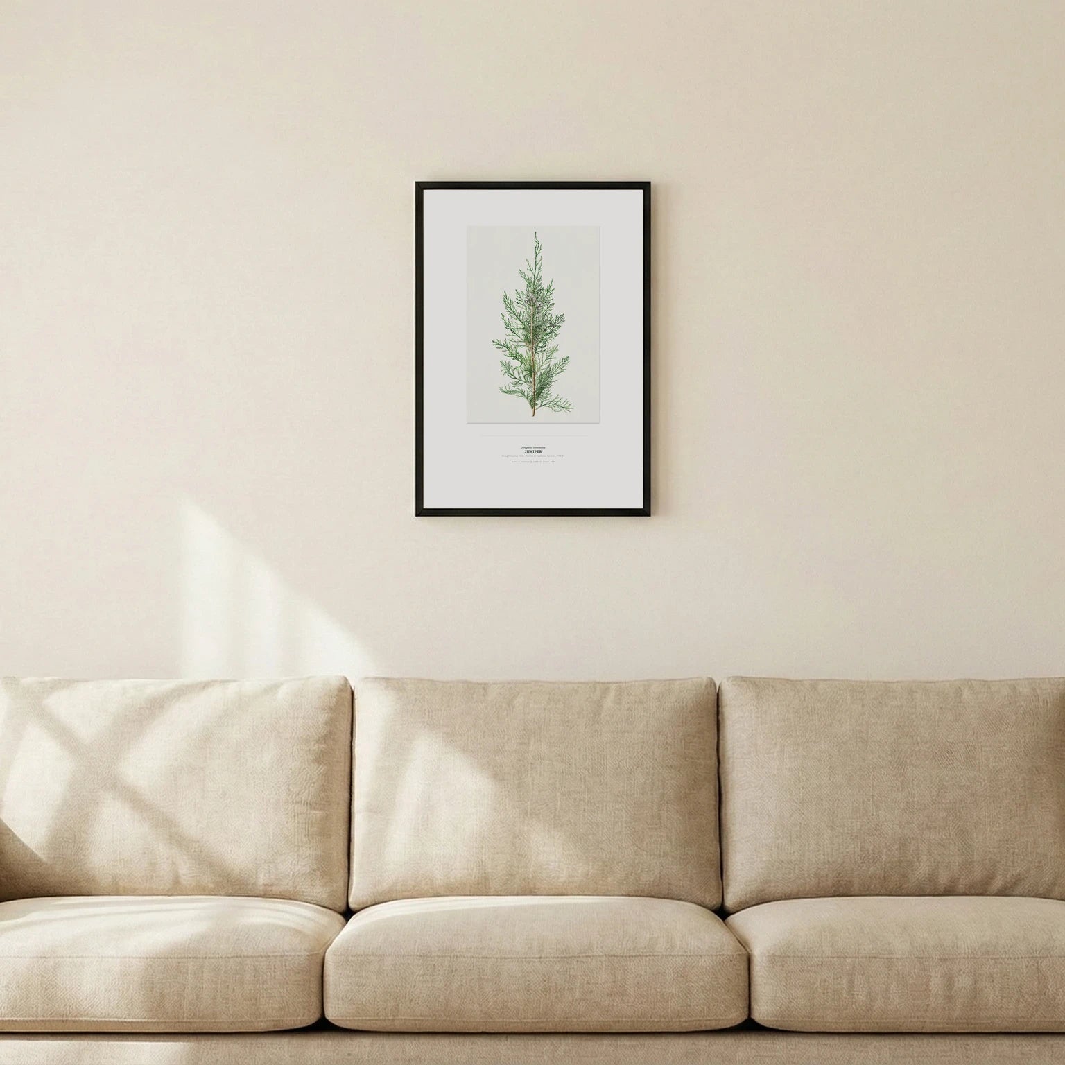 Juniper Botanical Art Print - Birch & Banksia