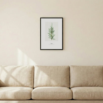 Juniper Botanical Art Print - Birch & Banksia