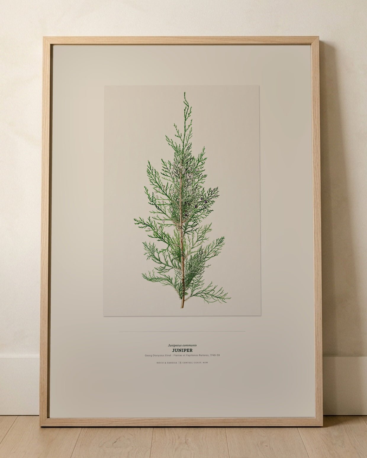 Juniper Botanical Art Print - Birch & Banksia