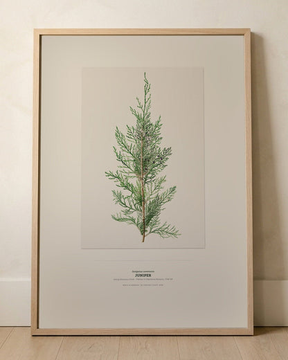Juniper Botanical Art Print - Birch & Banksia
