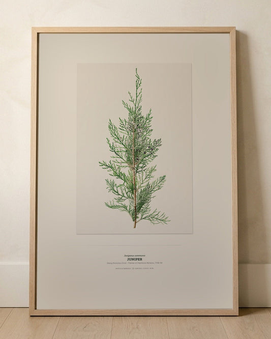 Juniper Botanical Art Print - Birch & Banksia