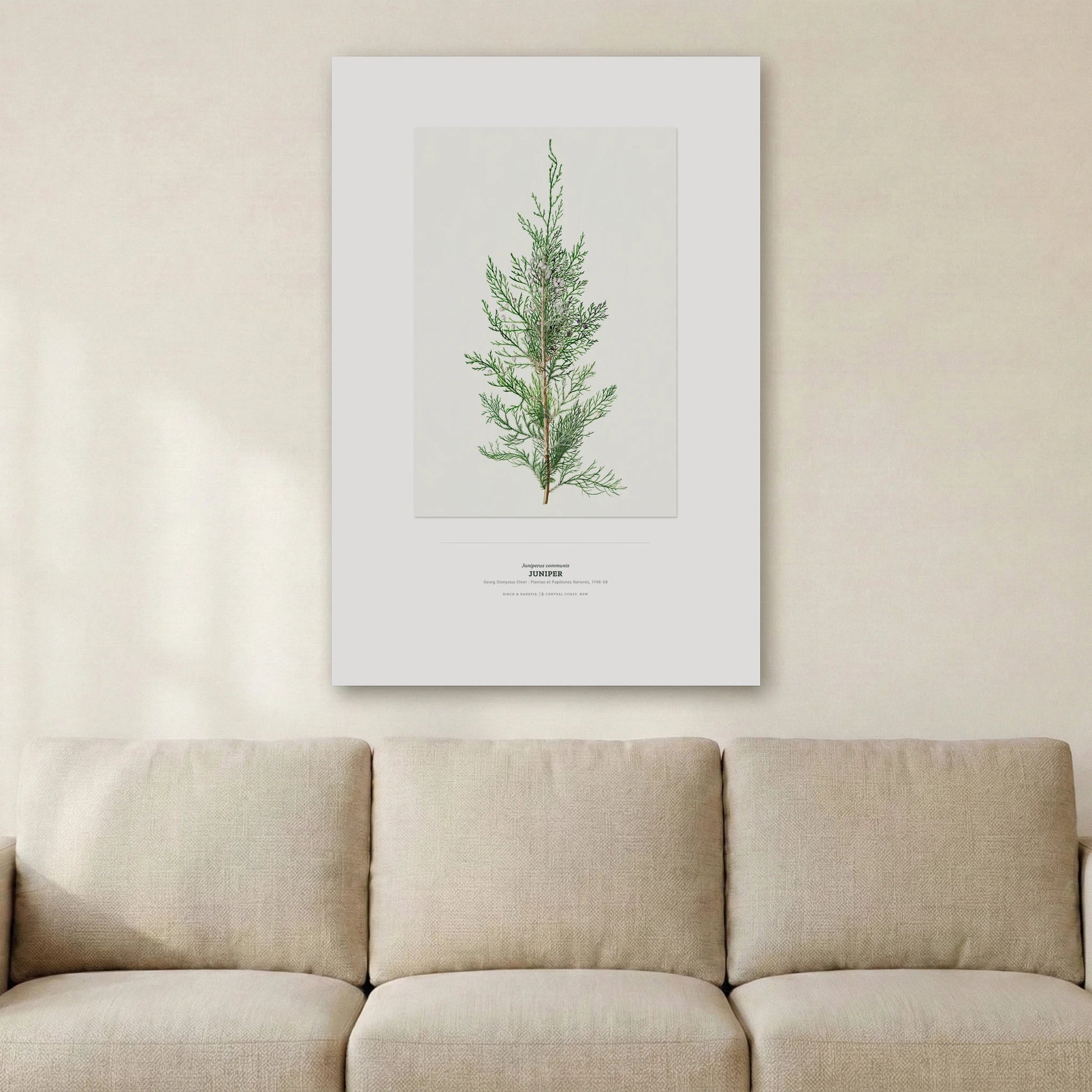 Juniper Botanical Art Print - Birch & Banksia