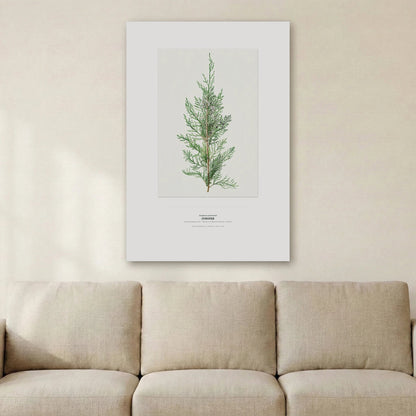 Juniper Botanical Art Print - Birch & Banksia