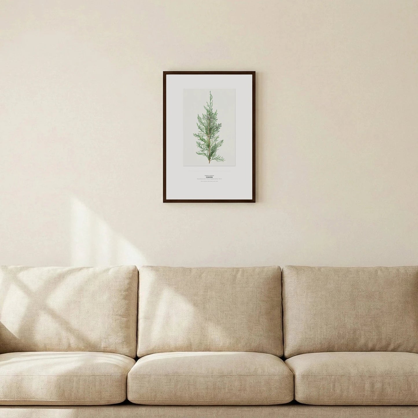 Juniper Botanical Art Print - Birch & Banksia