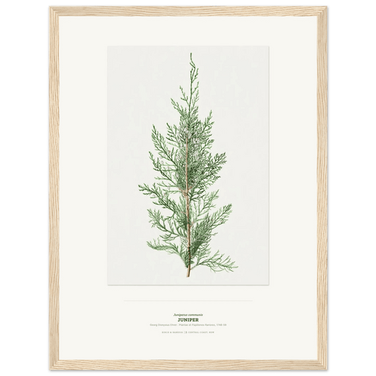Juniper Botanical Art Print - Birch & Banksia
