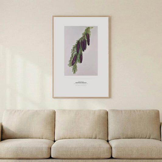 Mountain Hemlock Botanical Art Print - Birch & Banksia
