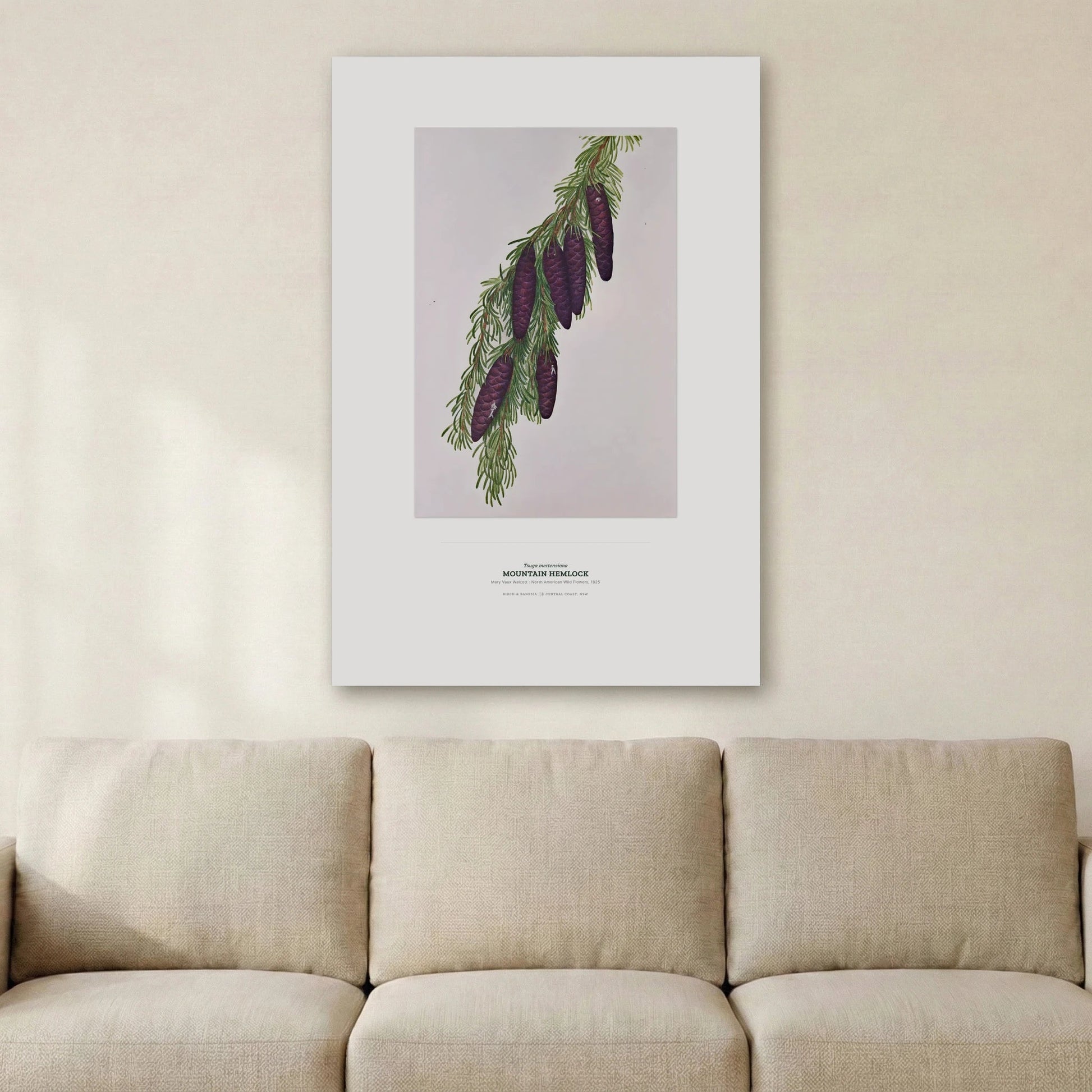 Mountain Hemlock Botanical Art Print - Birch & Banksia