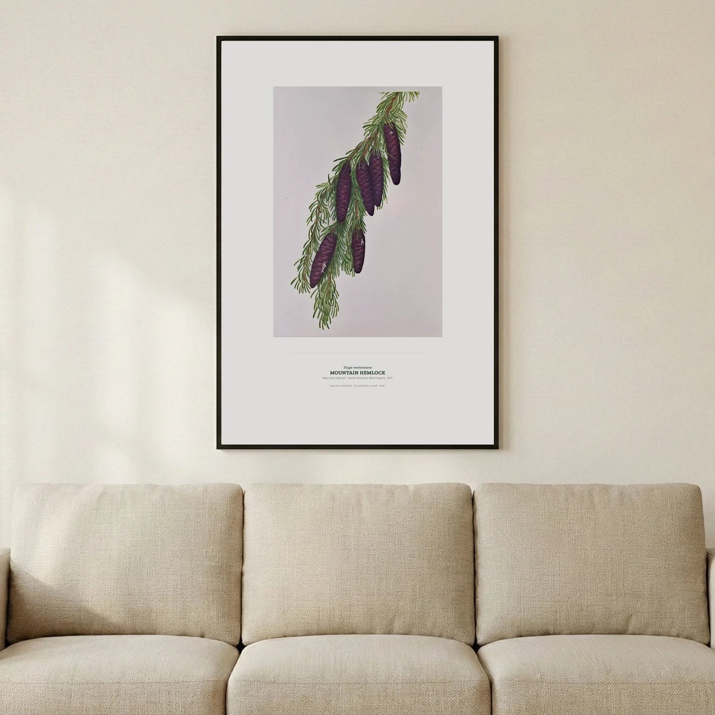 Mountain Hemlock Botanical Art Print - Birch & Banksia